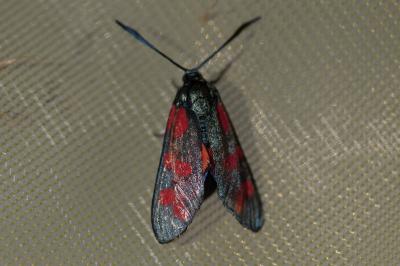 <i>Zygaena filipendulae</i>