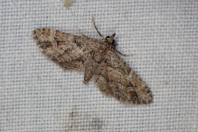 <i>Gymnoscelis rufifasciata</i>