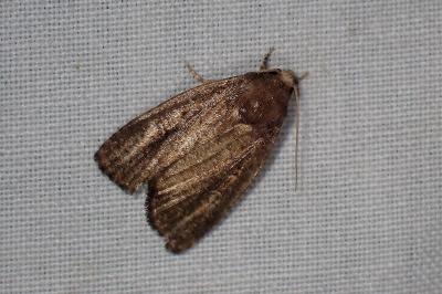 <i>Proxenus hospes</i>
