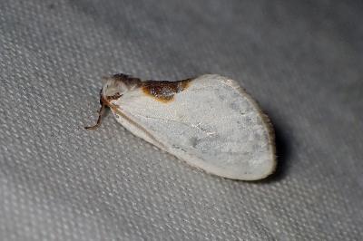<i>Cilix glaucata/hispanica</i>