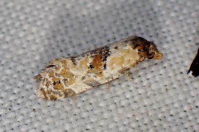 <i>Cochylis molliculana</i>