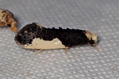 <i>Monopis monachella</i>