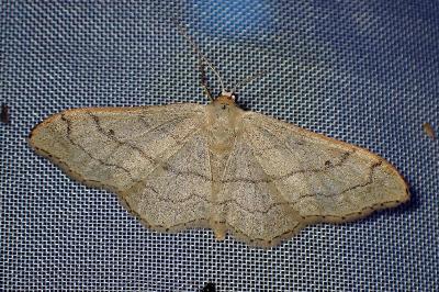<i>Idaea aversata</i>