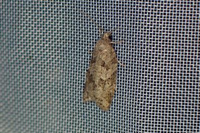 <i>Cnephasia</i>