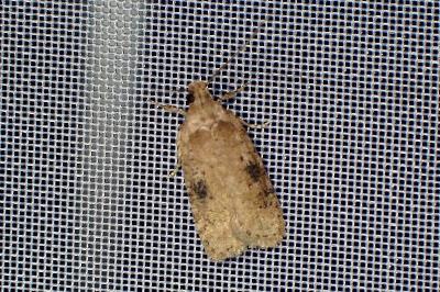 <i>Agonopterix</i>