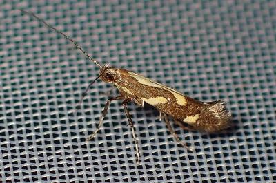 <i>Calybites phasianipennella</i>