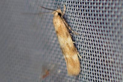 <i>Mompha epilobiella</i>
