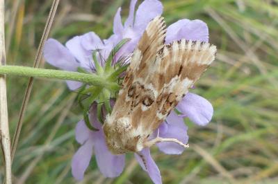 <i>Eremobia ochroleuca</i>