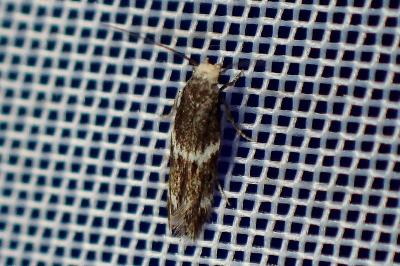 <i>Elachista stabilella</i>