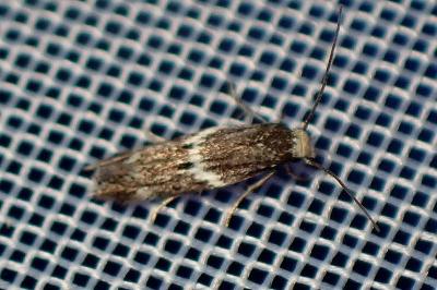 <i>Elachista stabilella</i>