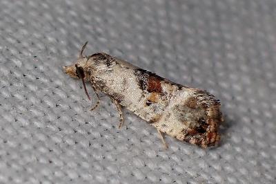 <i>Cochylis hybridella</i>