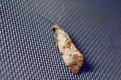 <i>Cochylis hybridella</i>