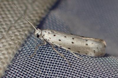 <i>Yponomeuta</i>