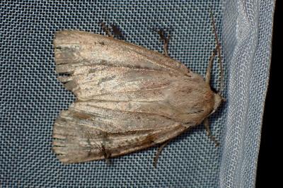 <i>Mythimna pudorina</i>
