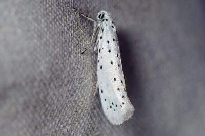 <i>Yponomeuta</i>