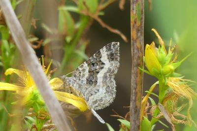 <i>Epirrhoe alternata</i>