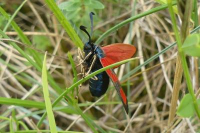 <i>Zygaena loti</i>