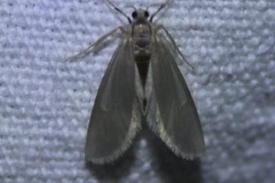 <i>Acentria ephemerella</i>