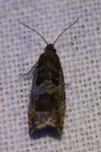 <i>Ancylis achatana</i>