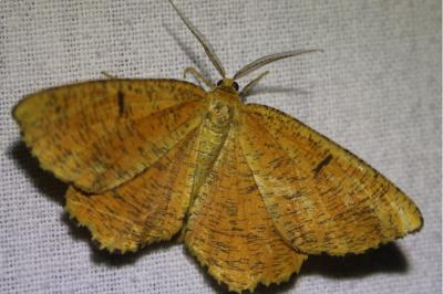<i>Angerona prunaria</i>