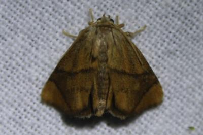 <i>Apoda limacodes</i>