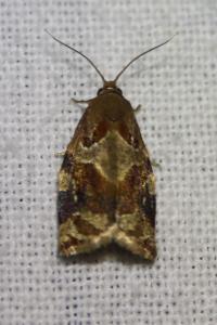 <i>Archips xylosteana</i>
