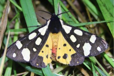 <i>Arctia villica</i>