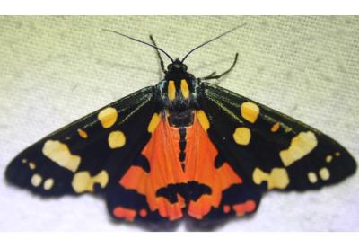 <i>Callimorpha dominula</i>