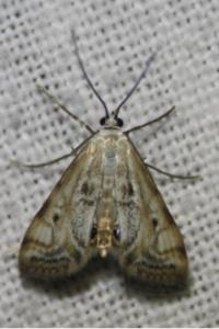 <i>Cataclysta lemnata</i>