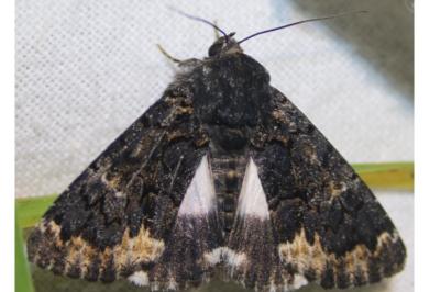 <i>Catephia alchymista</i>