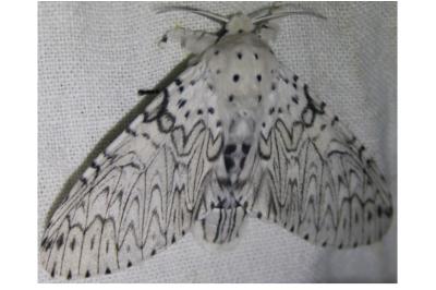 <i>Cerura erminea</i>