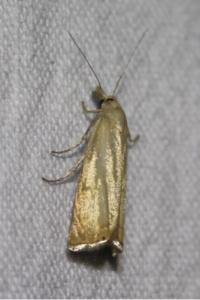 <i>Chrysoteuchia culmella</i>