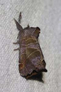 <i>Clostera pigra</i>