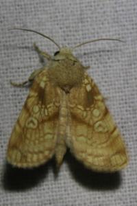 <i>Dicycla oo</i>