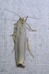 <i>Eilema caniola</i>