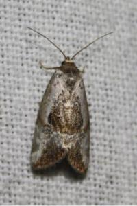 <i>Elaphria venustula</i>
