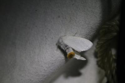 <i>Sphrageidus similis</i>