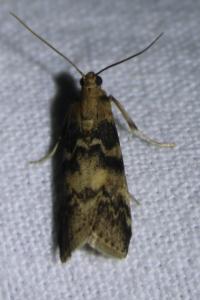 <i>Euzophera pinguis</i>