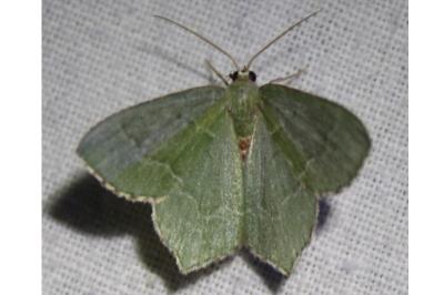 <i>Hemithea aestivaria</i>