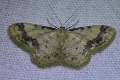 <i>Idaea trigeminata</i>