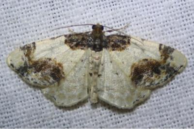 <i>Ligdia adustata</i>