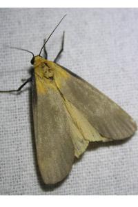 <i>Lithosia quadra</i>