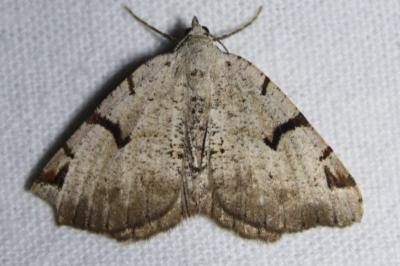 <i>Macaria wauaria</i>