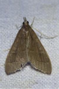 <i>Mecyna asinalis</i>