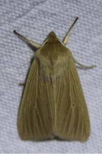 <i>Mythimna pallens</i>
