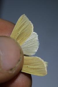 <i>Mythimna pallens</i>