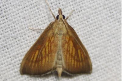 <i>Nascia cilialis</i>