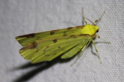 <i>Opisthograptis luteolata</i>
