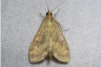 <i>Ostrinia nubilalis</i>