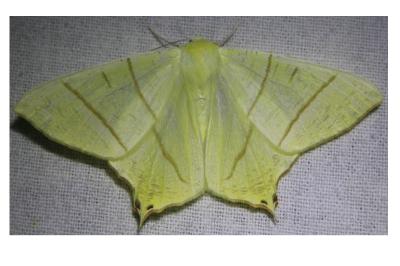 <i>Ourapteryx sambucaria</i>